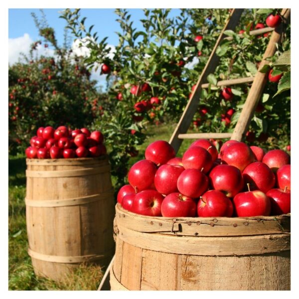 barrels of apples sitting in an orchard